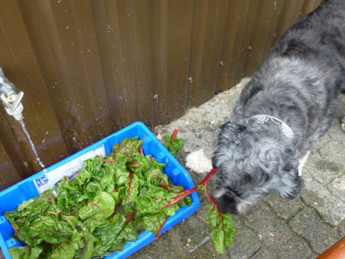 Grundrezept Mangold einfrieren - schnell & einfach - von Test00 Grundrezept Mangold einfrieren - schnell & einfach - von Test00