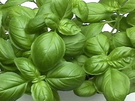 Rezept: Gurkensalat mit Tamarillo Bild Nr. 13 Gurkensalat mit Tamarillo - Rezept - Bild Nr. 13