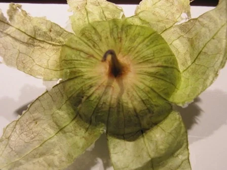 Rezept: Gurkensalat mit Tamarillo Bild Nr. 15 Gurkensalat mit Tamarillo - Rezept - Bild Nr. 15