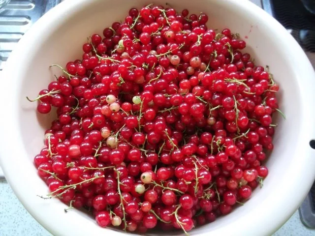 Johannisbeergelee mit Wein und Nelken - Rezept - Bild Nr. 3