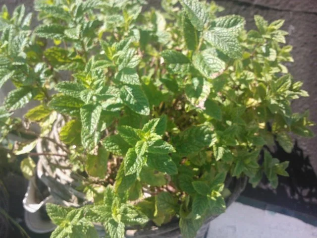 Erdbeer-Konfituere "Oriental" - Rezept - Bild Nr. 2