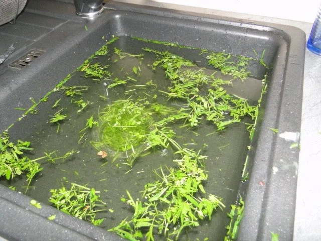 Meine Gartenkresse mit Pfiff "einfach ein Traum" Vorspeise/Hauptspeise, wie ihr wollt - Rezept - Bild Nr. 2