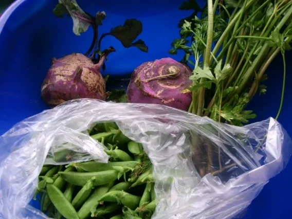 Rezept: Frisches Gartengemüse in Schmelzkäsesosse Bild Nr. 3 Frisches Gartengemüse in Schmelzkäsesosse - Rezept - Bild Nr. 3