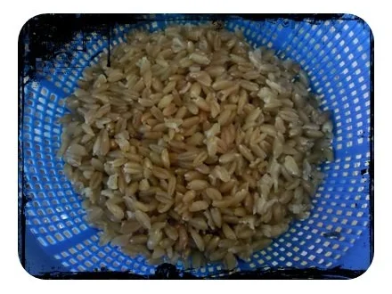 Gemüse: Pikante Grünkern-Gemüsepfanne - Rezept - Bild Nr. 7