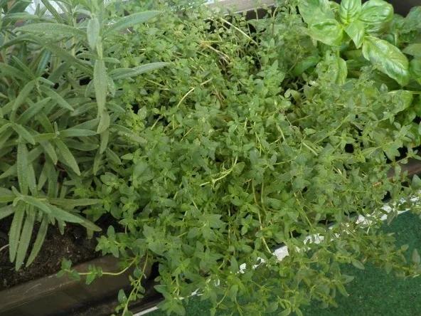 Sellerie - Apfel - Süppchen ... - Rezept - Bild Nr. 5