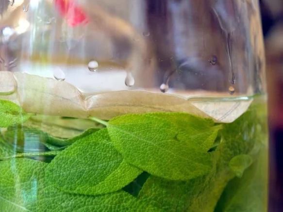 Salbei-Likör - Rezept - Bild Nr. 7