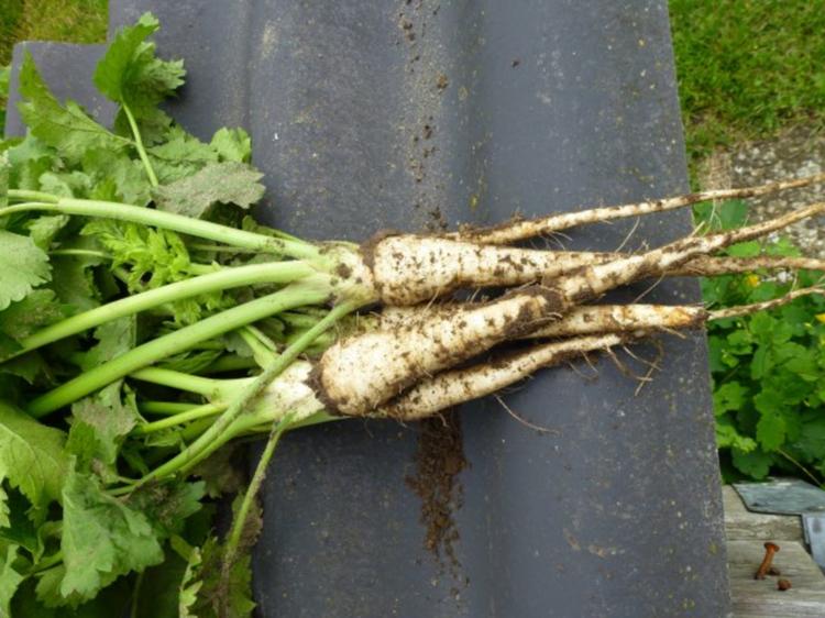 Karotten Pastinaken Kartoffelstampf Laktosefrei Rezept Kochbar De