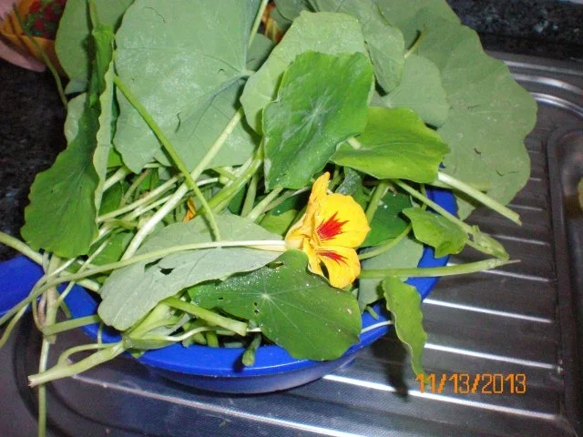 Rezept: Pesto von der Kapuzinerkresse Bild Nr. 2 Pesto von der Kapuzinerkresse - Rezept - Bild Nr. 2