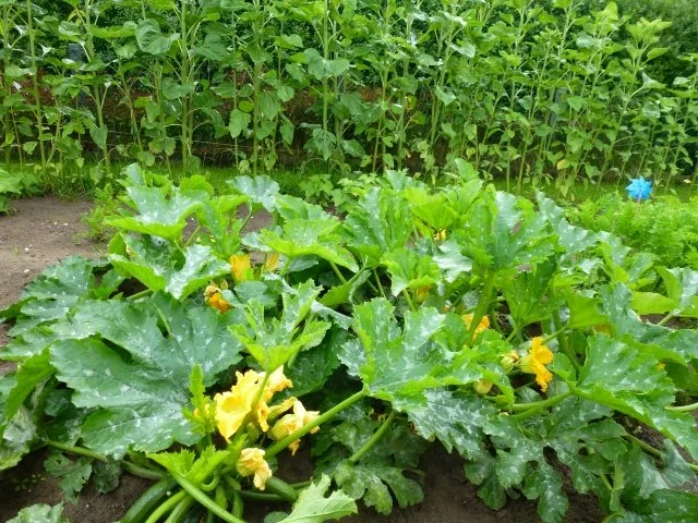 Junge Zucchini mit Hähnchenbrustfilet - Rezept - Bild Nr. 2