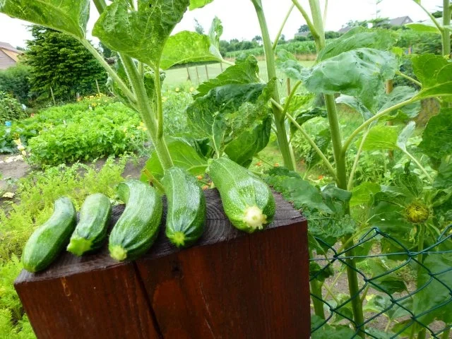 Junge Zucchini mit Hähnchenbrustfilet - Rezept - Bild Nr. 3