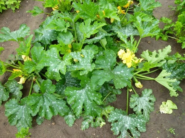 Junge Zucchini mit Hähnchenbrustfilet - Rezept - Bild Nr. 9