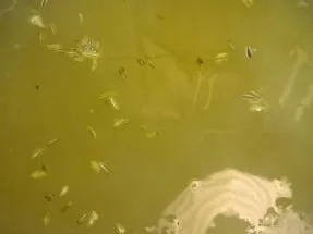 Rezept: Pasta con le sarde Bild Nr. 10 Pasta con le sarde - Rezept - Bild Nr. 10