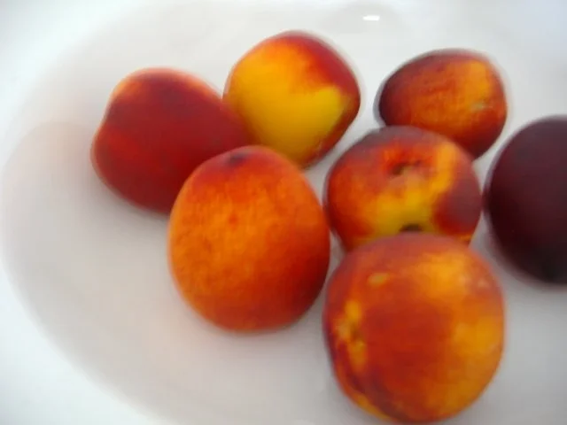 Rezept: Schoko-Nektarinenkuchen Bild Nr. 6 Schoko-Nektarinenkuchen - Rezept - Bild Nr. 6