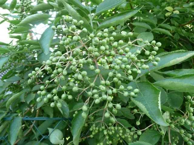 Holundergelee - Rezept