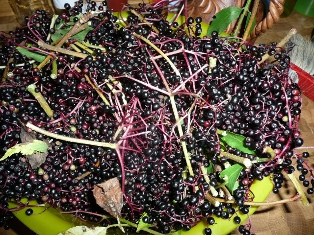 Holundergelee - Rezept - Bild Nr. 2