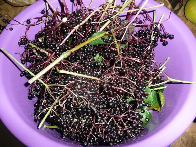 Holundergelee - Rezept - Bild Nr. 3