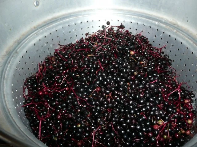 Holundergelee - Rezept - Bild Nr. 4