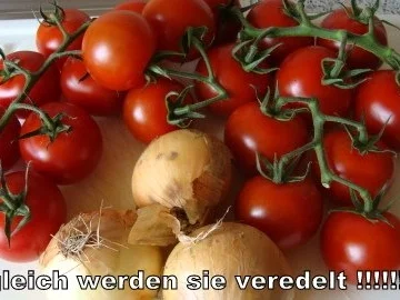 Kirschtomaten - eingelegt,  mit rezenter Frischkäsefüllung - Rezept - Bild Nr. 2