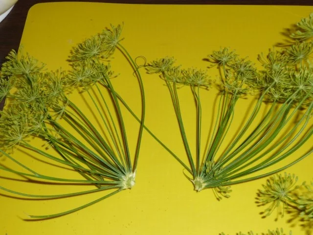 eingelegte Gewürzgurken - Rezept - Bild Nr. 5