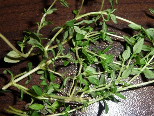 eingelegte Gewürzgurken - Rezept - Bild Nr. 7