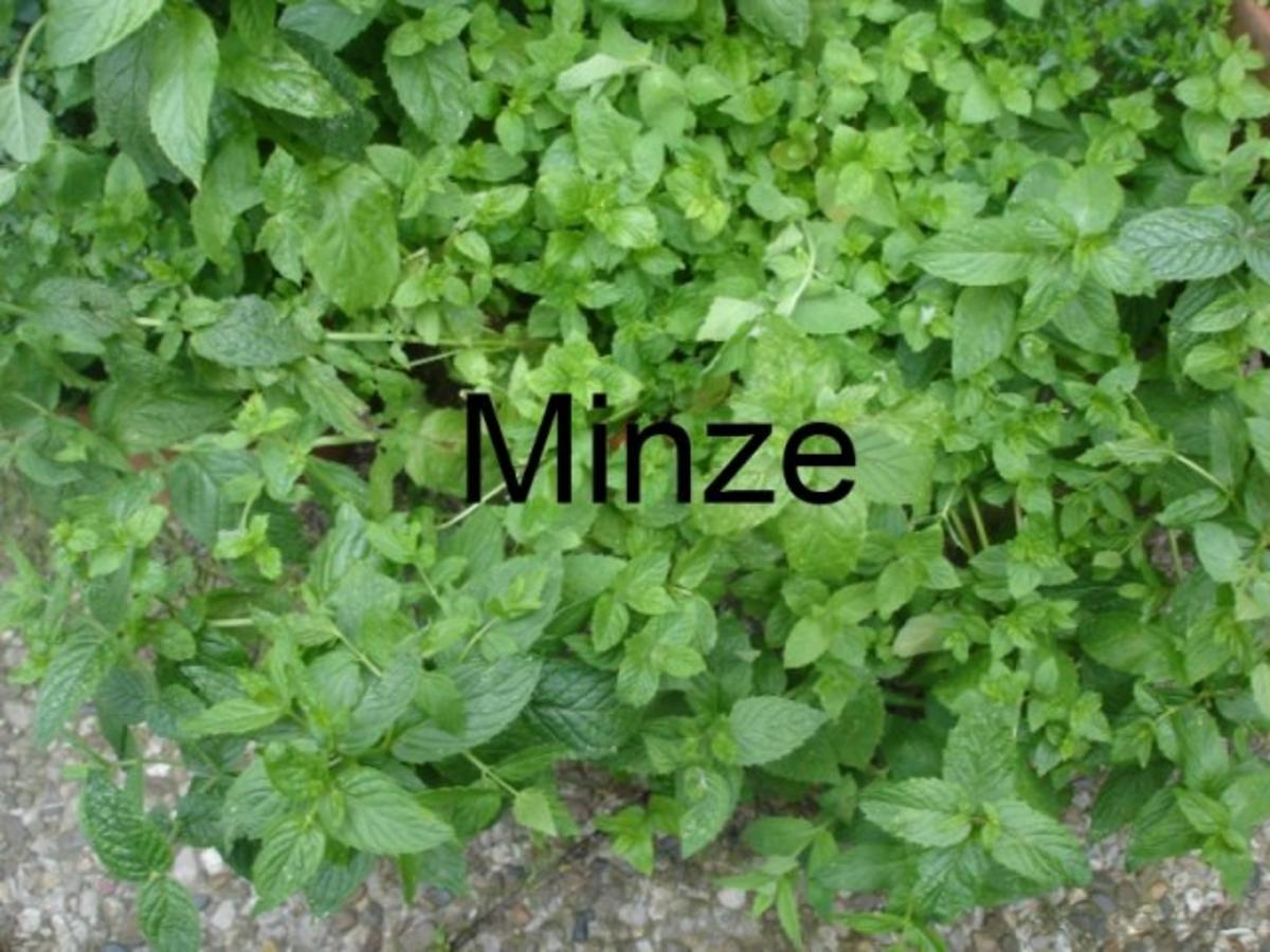Minze-Salbei-Rosmarin-Buletten mit grünen Bohnen und Mais-Kartoffelpüree - Rezept - Bild Nr. 6