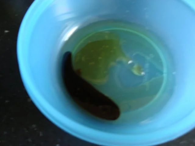 Rezept: Marinade für meine Hähnchenspieße Bild Nr. 4 Marinade für meine Hähnchenspieße - Rezept - Bild Nr. 4