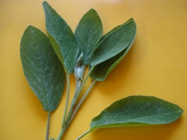 Nudeln mit Salbei-Gorgonzola-Sauce - Rezept - Bild Nr. 6