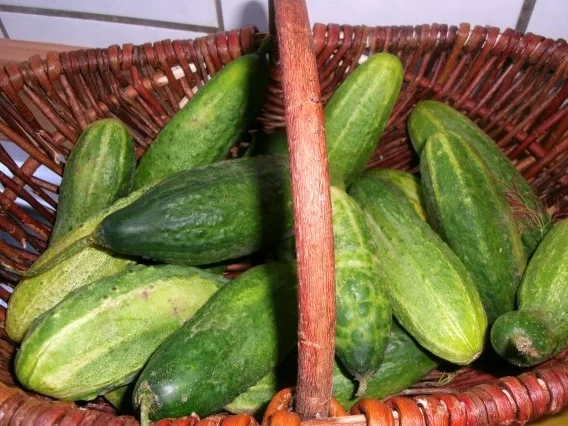 Rezept: Schnelle Gurke - Pfeffergurke Schnelle Gurke - Pfeffergurke - Rezept