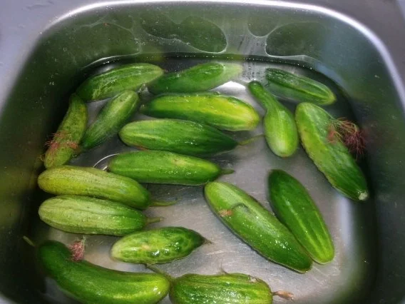 Rezept: Schnelle Gurke - Pfeffergurke Bild Nr. 4 Schnelle Gurke - Pfeffergurke - Rezept - Bild Nr. 4