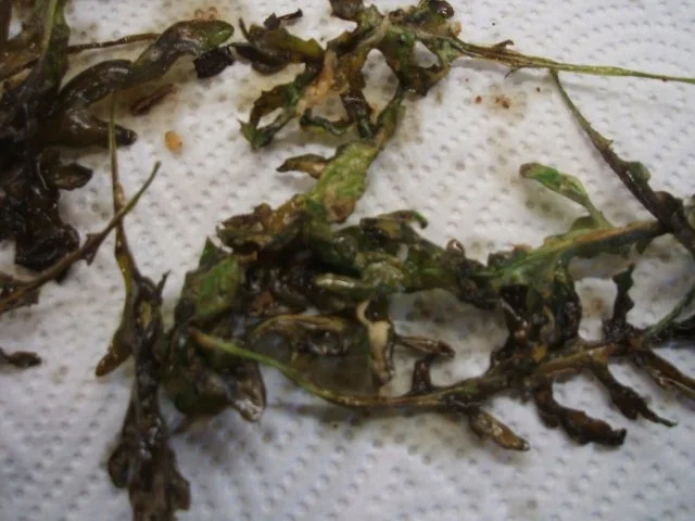 Rezept: Gemüse: Rettichgemüse mit frittiertem Rucola Bild Nr. 8 Gemüse: Rettichgemüse mit frittiertem Rucola - Rezept - Bild Nr. 8