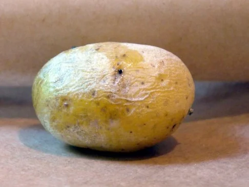 Honigglasierte Plattkartoffeln - Rezept - Bild Nr. 3