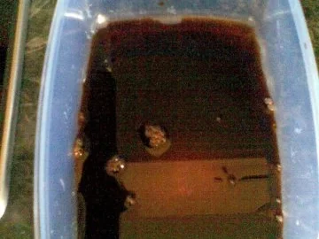 eingelegte Champignons zum grillen - Rezept - Bild Nr. 2