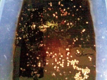 eingelegte Champignons zum grillen - Rezept - Bild Nr. 3