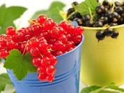 Gemischtes Johannisbeergelee - Rezept