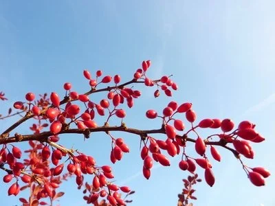 Traditionelle Berberitzenmarmelade - Rezept