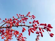 Traditionelle Berberitzenmarmelade - Rezept