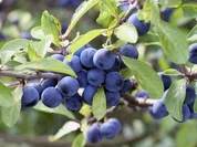 Feine Schlehenmarmelade - Rezept