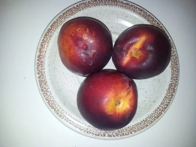 Obst-Salat im Juli mit Heidelbeeren - Rezept - Bild Nr. 15