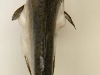 Rezept: Pazifischer Lachs Geräuchert Bild Nr. 4 Pazifischer Lachs Geräuchert - Rezept - Bild Nr. 4