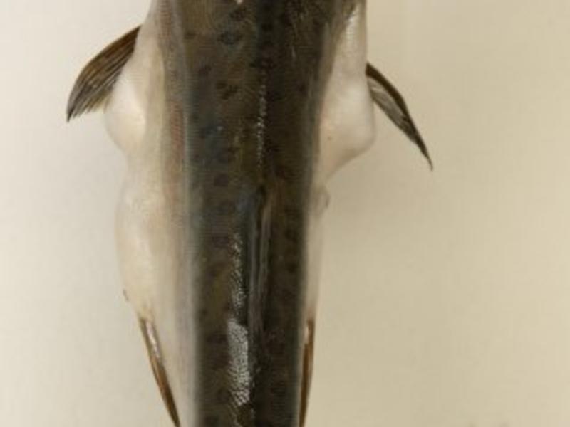 Pazifischer Lachs Geräuchert - einfach - von Molochai