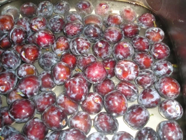 Rezept: Pflaumenkuchen mit Streuseln Bild Nr. 2 Pflaumenkuchen mit Streuseln - Rezept - Bild Nr. 2