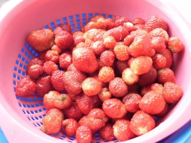 Erdbeerkonfitüre - Rezept - Bild Nr. 4