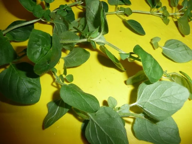 Rezept: Auberginenauflauf Bild Nr. 13 Auberginenauflauf - Rezept - Bild Nr. 13