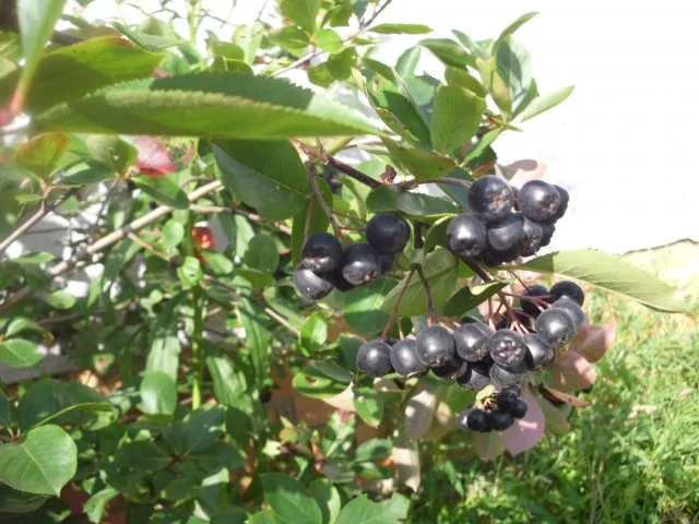 Aronialikör - Rezept - Bild Nr. 2