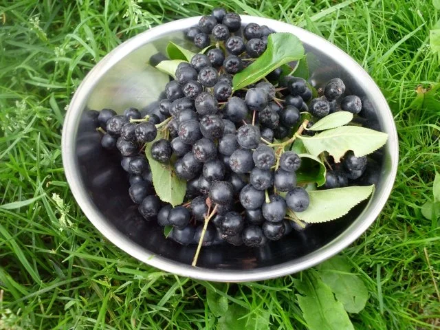 Aronialikör - Rezept - Bild Nr. 3