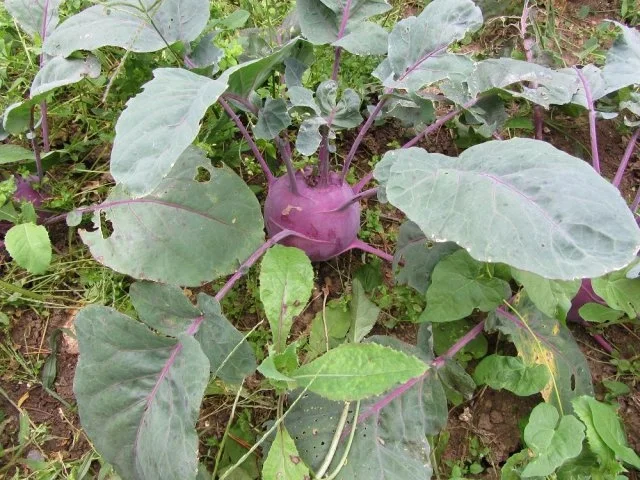 Rezept: Zucchini – Kohlrabi – Gemüse Bild Nr. 3 Zucchini – Kohlrabi – Gemüse - Rezept - Bild Nr. 3