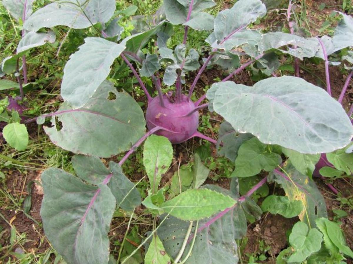 Zucchini Kohlrabi Gemüse Rezept kochbar.de