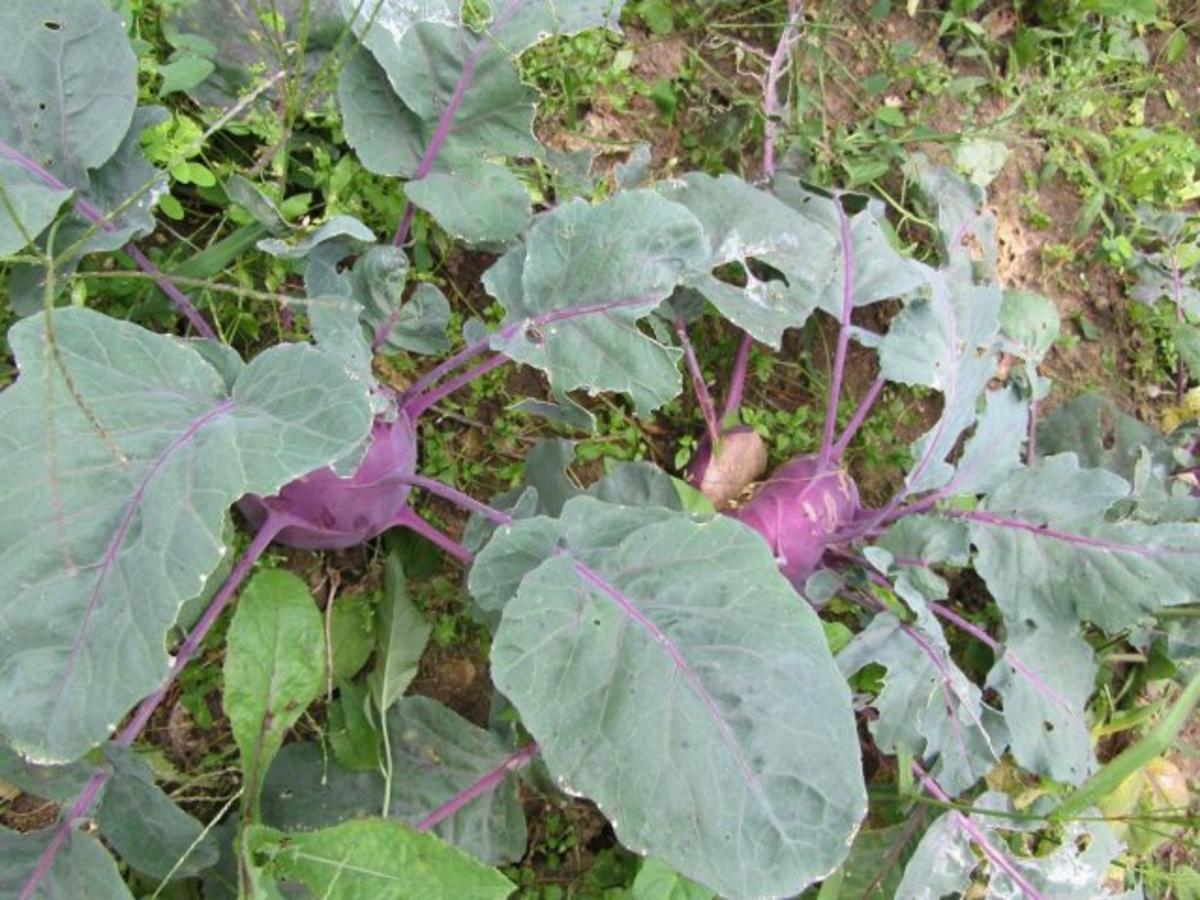 Zucchini – Kohlrabi – Gemüse - Rezept - Bild Nr. 5