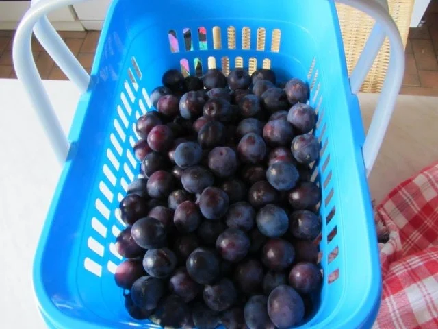 Rezept: Hefe Kuchen mit Pflaumen Bild Nr. 4 Hefe Kuchen mit Pflaumen - Rezept - Bild Nr. 4