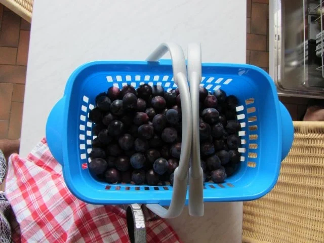 Rezept: Hefe Kuchen mit Pflaumen Bild Nr. 5 Hefe Kuchen mit Pflaumen - Rezept - Bild Nr. 5